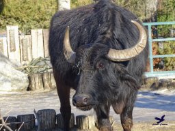 Tiergarten Schönbrunn am 27.01.2026